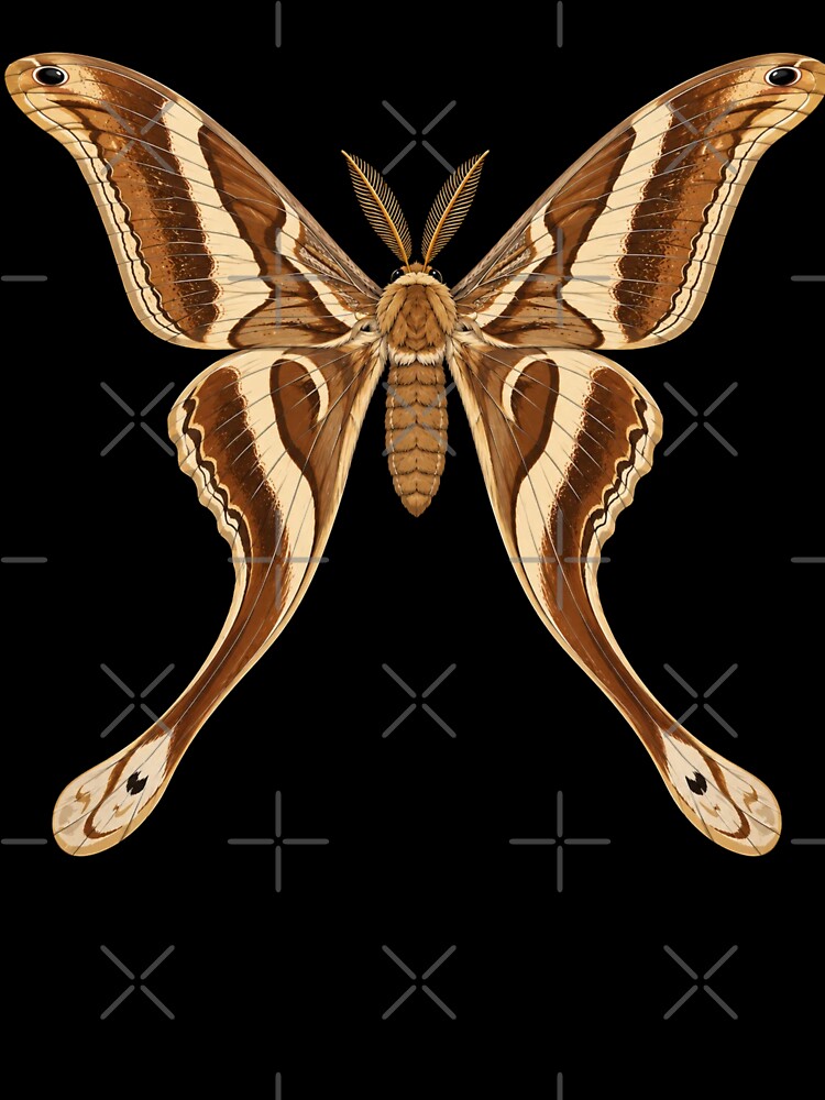 Hercules Moth Coscinocera hercules Anime  Style by Harpagann