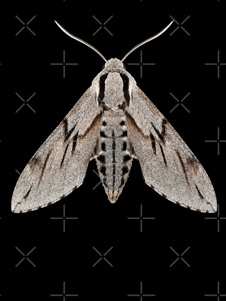 Pine Hawk Moth Sphinx Pinastri Realistic Style by Harpagann