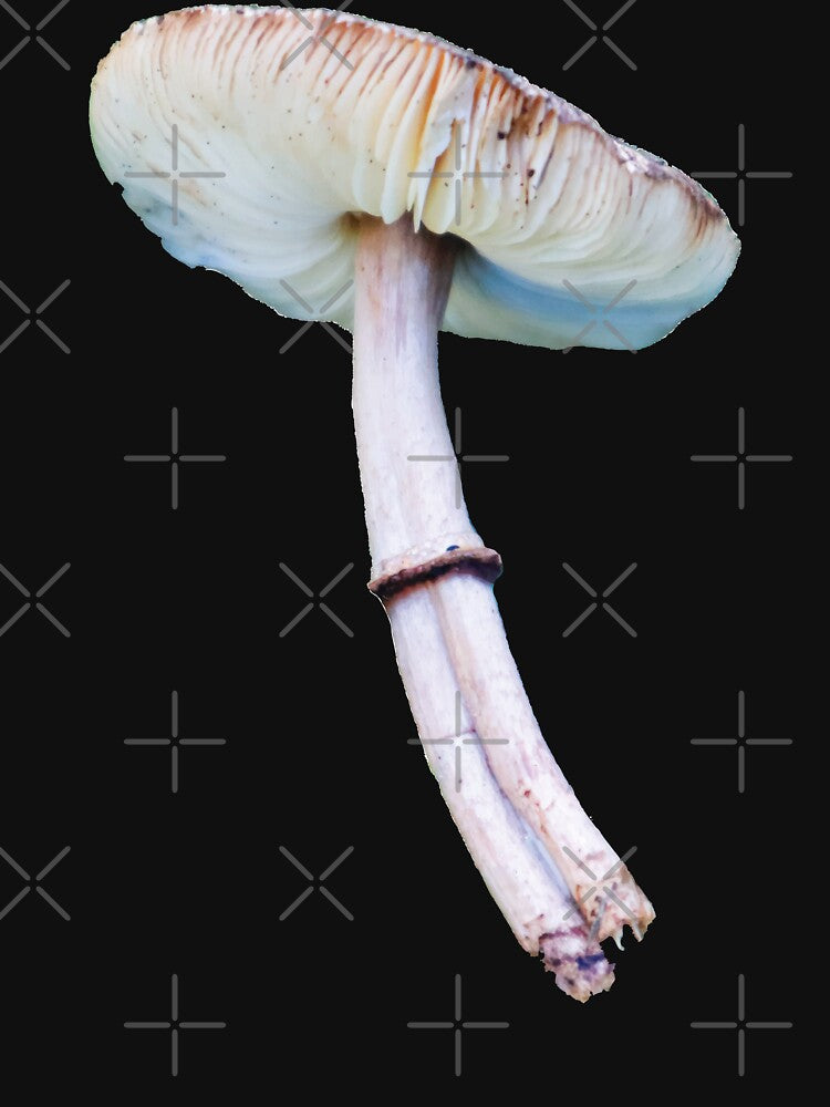 Double-stemmed Graceful Parasol Mushroom by Maddy the Maker