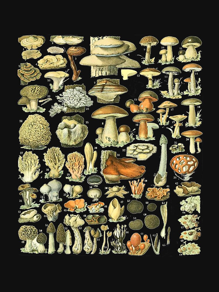 EncycloArt Foraging Wild Mushroom by DonVTV