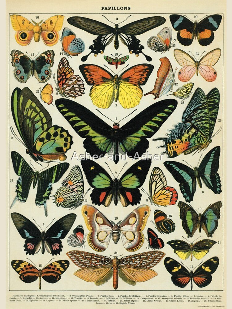 Vintage Butterflies - Darkacademia by Asher-and-Asher