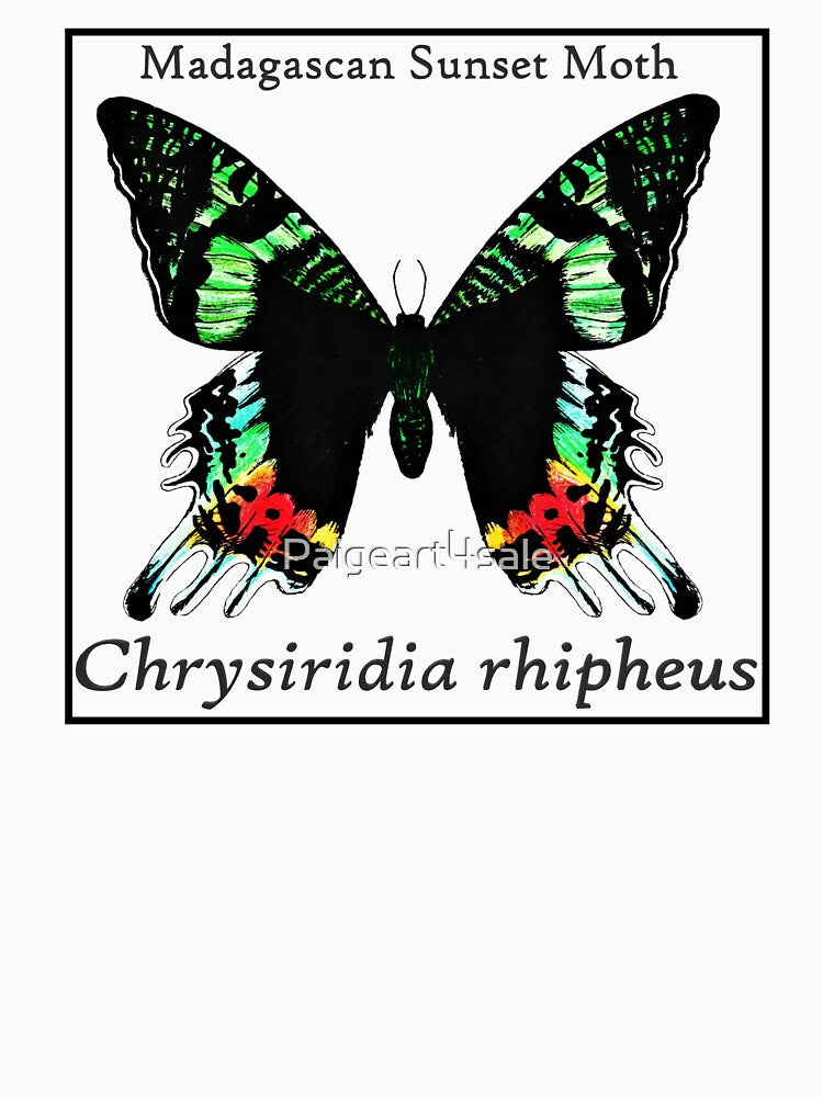 Madagascan Sunset Moth Labeled by Paigeart4sale