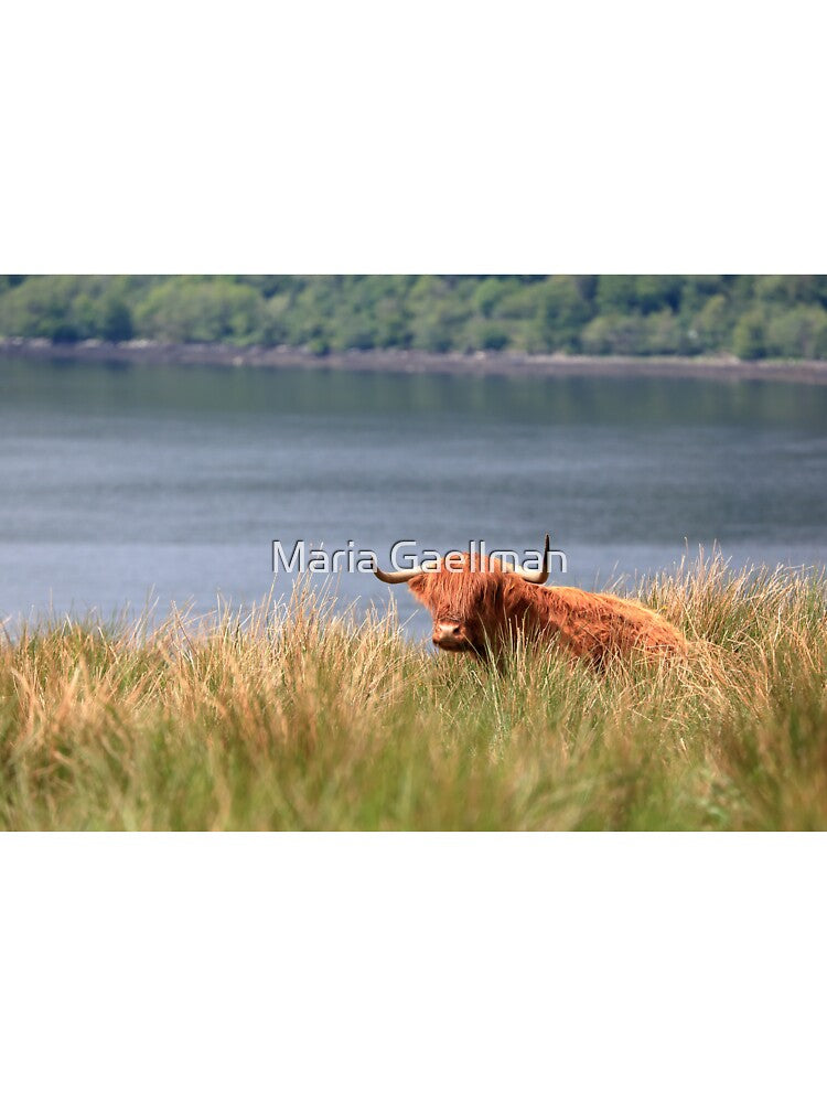 Highland Cow resting in the grass above Loch Fyne by Maria Gaellman