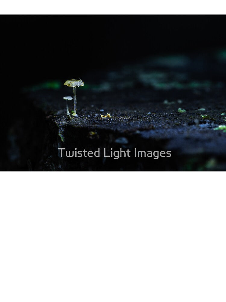 Quiet Toadstool Glow by Twisted Light Images