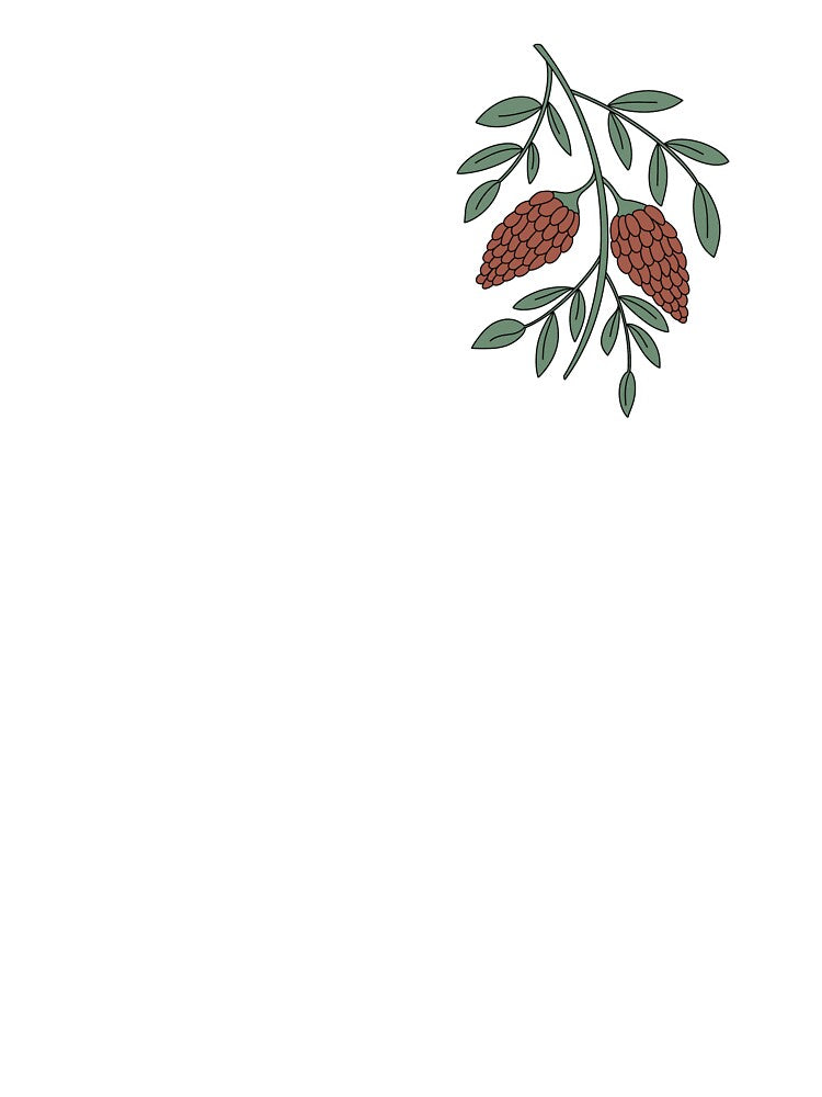 Pinecones by Sage & Bee's Curiosity Shop
