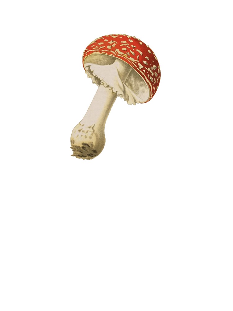 Vintage Mushroom Illustration, Fly Agaric by HawthorneFlame