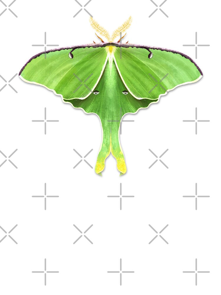 Luna Moth Sticker – Watercolor Green Moon Moth Illustration, entomology, nature insects, Actias Luna by Lone Jensen