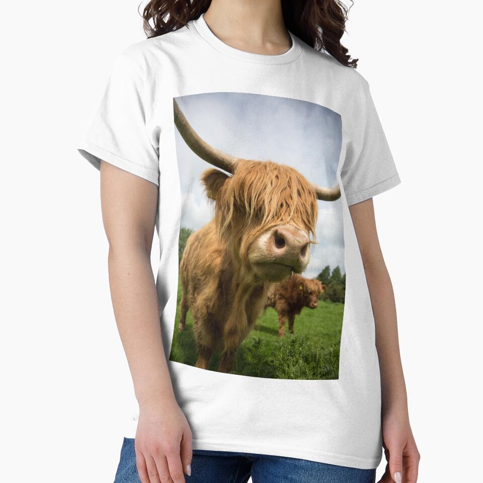 Highland Cow standing in field by Alex Sharp